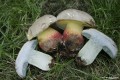 Boletus