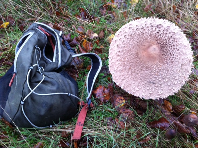 Home Park parasol