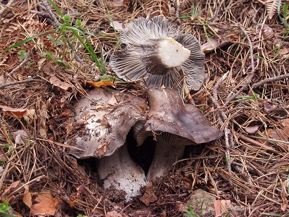 Hyrgrophorus marzuolus