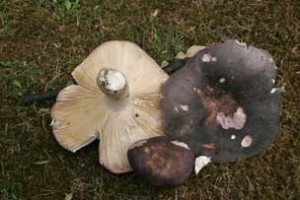 Russula grisea 1