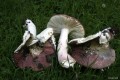 Russula Gallery