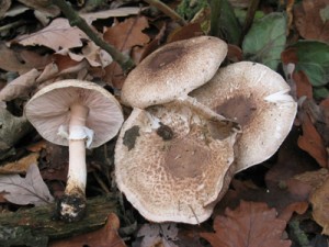 agaricus impudicus