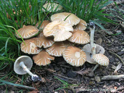 agrocybe praecox