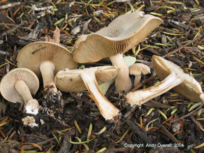 agrocybe putaminum