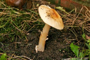 amanita crocea