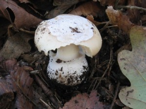 amanita gemmata