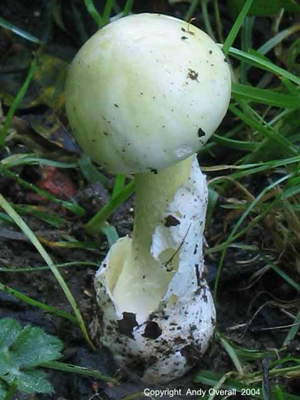 amanita phalloides