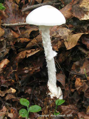 amanita virosa