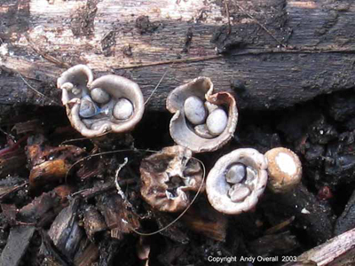 cyathus olla