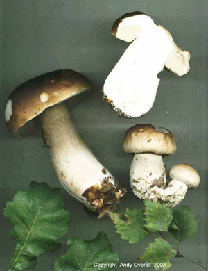 boletus edulus