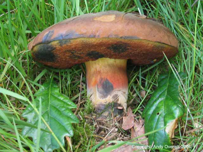 boletus luridformis