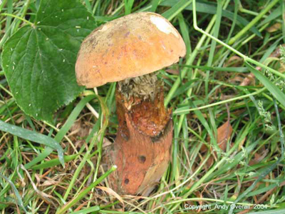 boletus luridus