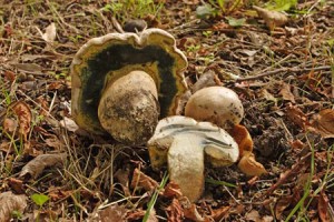 boletus radicans