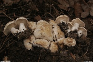 calocybe gambosa