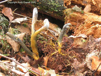 codyceps ophioglossoides