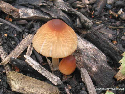 coprinellus auricomus