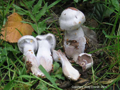 cortinarius alboviolaceus