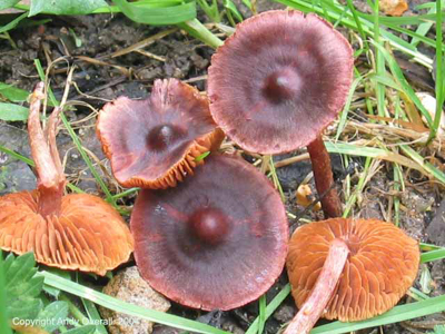 cortinarius anthracinus