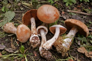 cortinarius bivelus