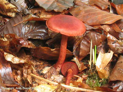 cortinarius puniceus