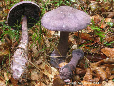 cortinarius violaceus