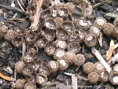 cyathus striatus