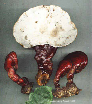 ganoderma lucidum 1