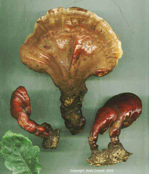 ganoderma lucidum 3