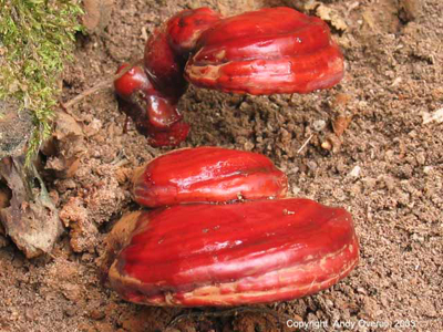 ganoderma lucidum