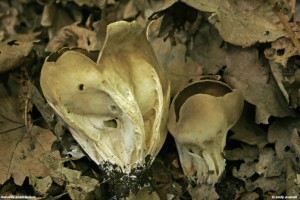 helvella acetabulum