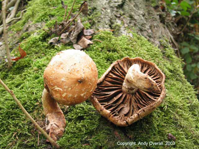 hemopholiota populnea