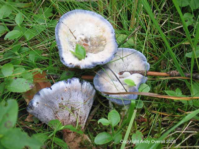 hydnellum caeruleum