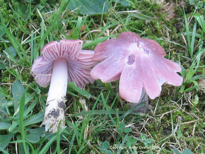 hygrocybe calyptriformis