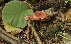 laccaria pupureobadia