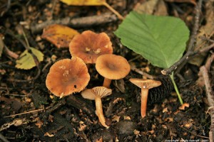 lactarius obscuratus