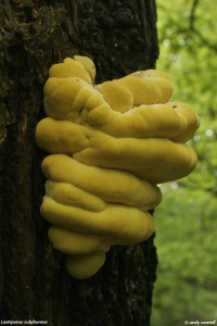 laetiporus sulphureus 2