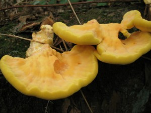 laetiporus sulphureus