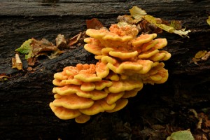 laetiporus sulphureus. 1