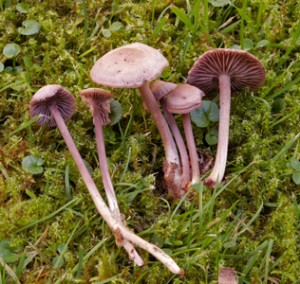 mycena diosma