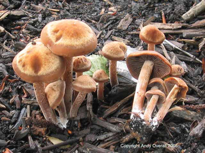 panaeolus cinctulus