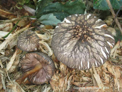 pluteus umbrosus