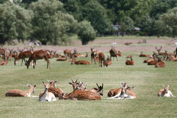 richmond park