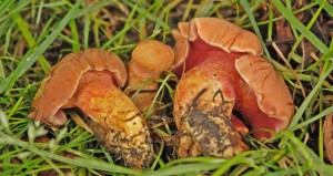 rubinoboletus rubinus