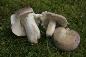 russula cyanoxantha and ionochlora compare