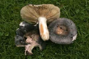 russula grisea 2