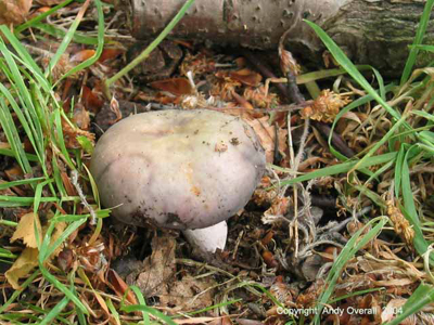 russula grisea