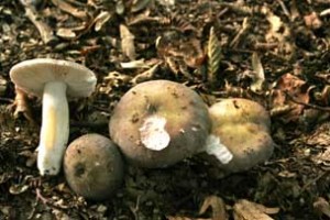 russula ionchlora