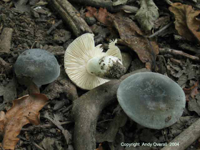 russula parazurea