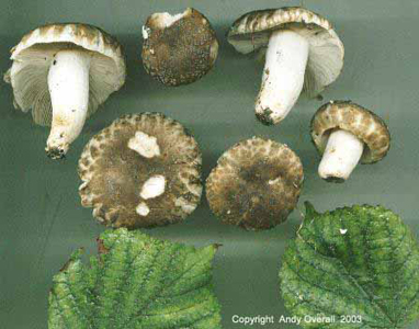 russula pseudo-affinis