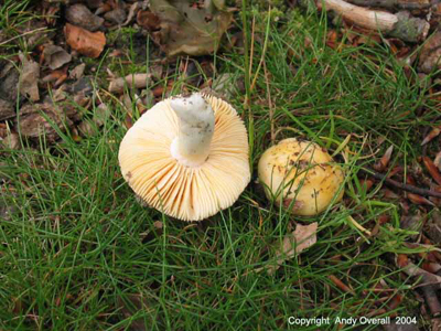 russula risigallina